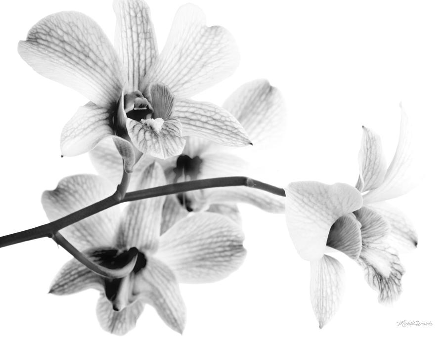 Orchid Study 4 Photograph by Michelle Constantine