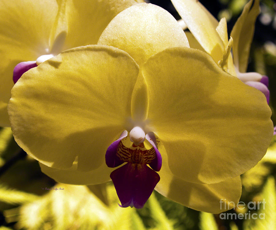 Orchid Study VI Photograph by Patricia Griffin Brett