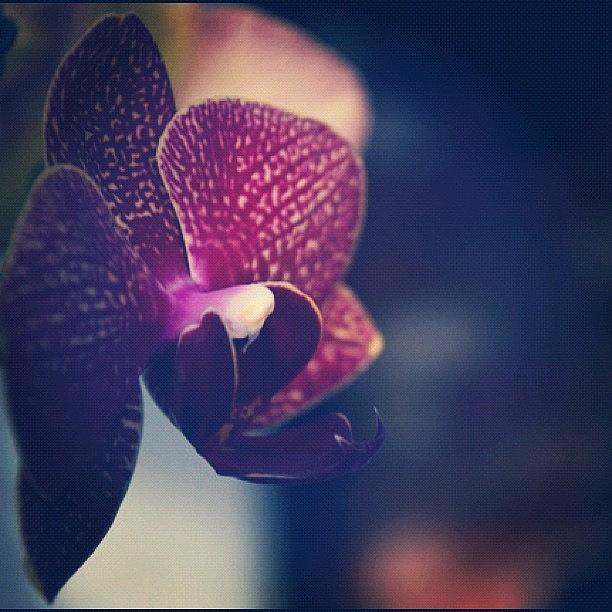 Orchid Photograph - #orchid by Sydney Thibault