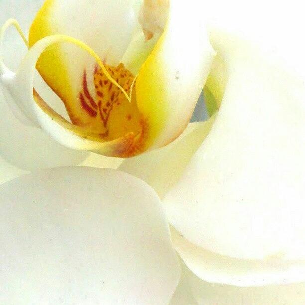 Flower Photograph - Orchid Teeth #android #droid #flowers by Marianne Dow