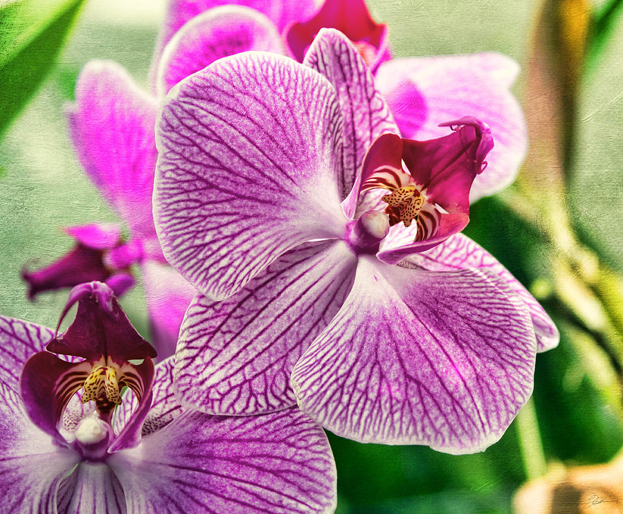 Orchid Photograph - Orchid Textures by Peter Chilelli