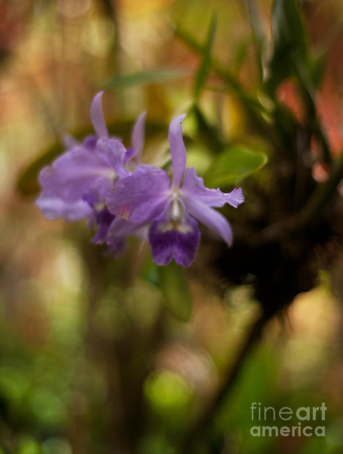 Orchid Tranquility Photograph