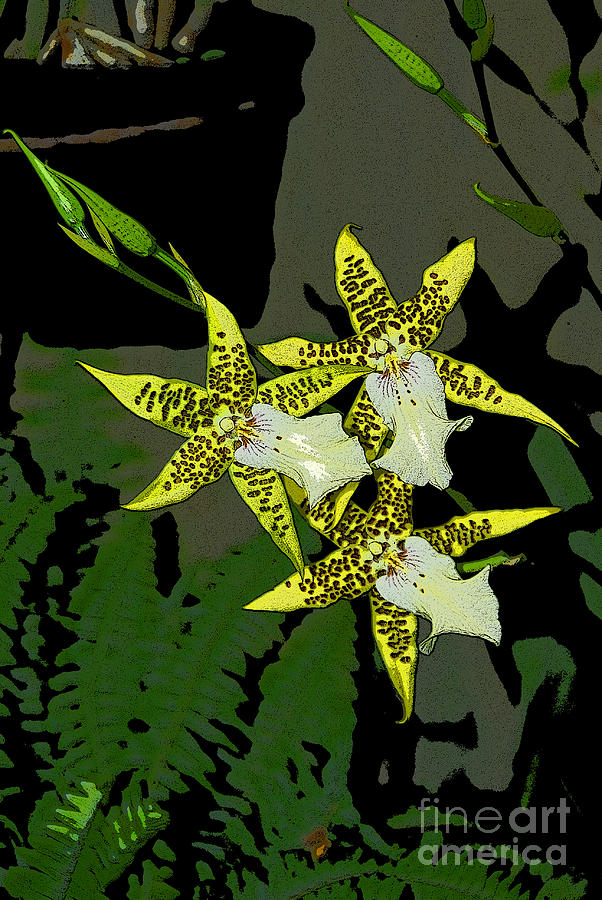 Orchid Trilogy Photograph by Cindy Manero