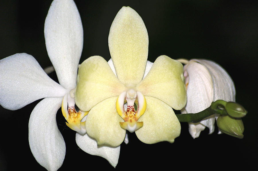 Orchid Trio Photograph by Carolyn Marshall