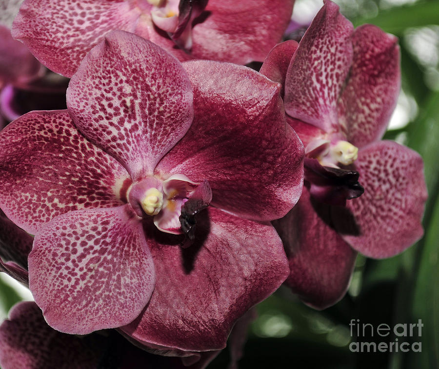 Orchid Vanda And Ascocenda Hybrid II Photograph