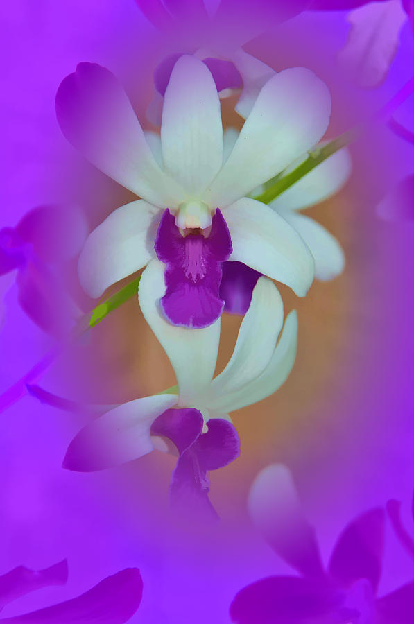 Orchid Vignette Photograph by Beverly Hanson
