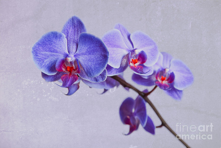 Orchid Violet Pink Photograph by Hannes Cmarits