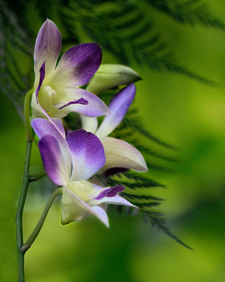Orchid Photograph - Orchid With Ferns by Don Schroder