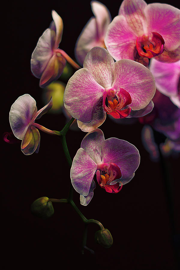 Orchidaceae Gravitas Photograph by Bill and Linda Tiepelman