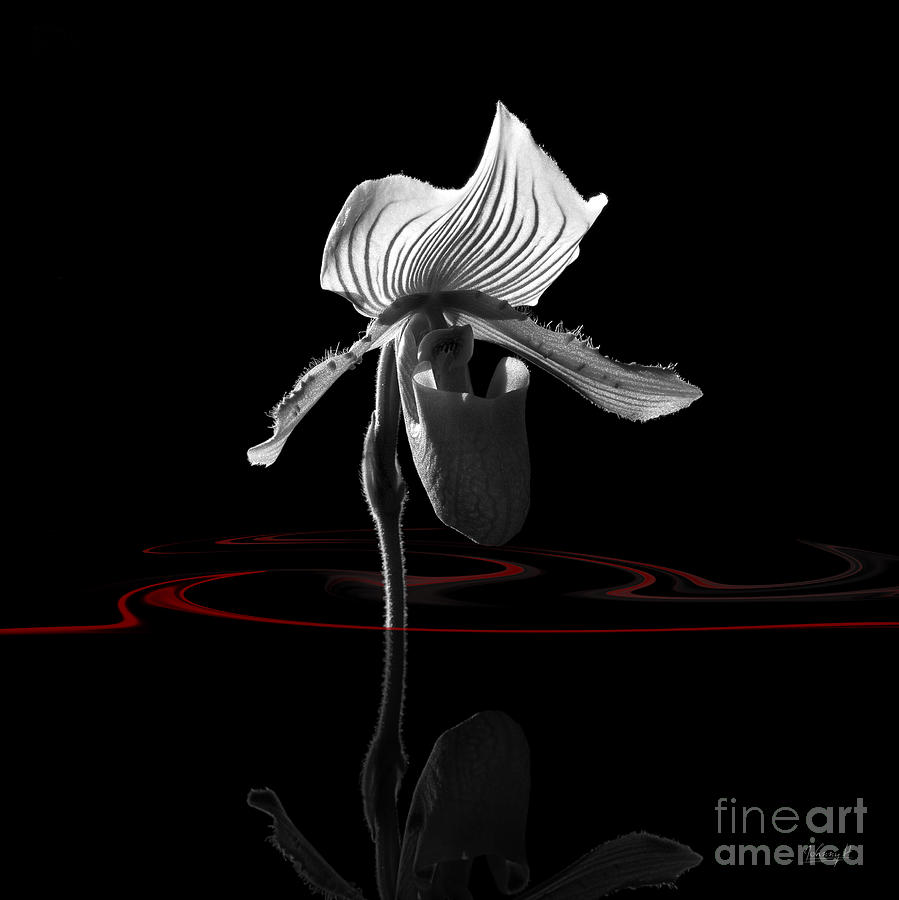 Orchide with mirroring 2 Digital Art by Johnny Hildingsson
