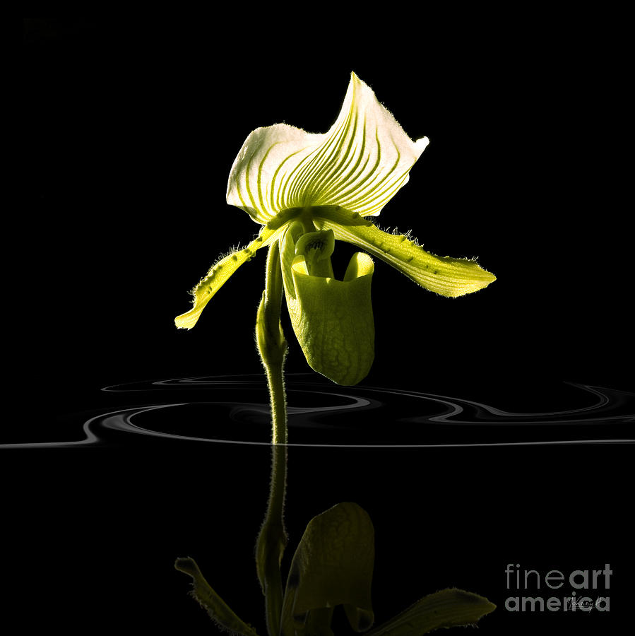 Orchide with mirroring Digital Art by Johnny Hildingsson