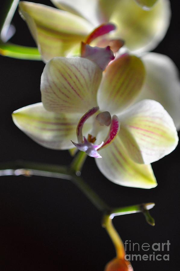 Orchidee #2 Photograph by Sylvie Leandre