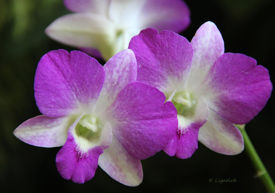 Orchids - Best Friends Photograph by Kerri Ligatich