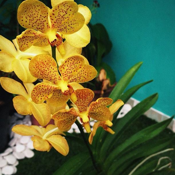 Orchids ❤ Photograph by Maryam Fazu