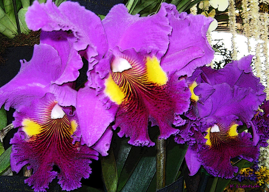 Orchids - Purple Trio Photograph by Kerri Ligatich