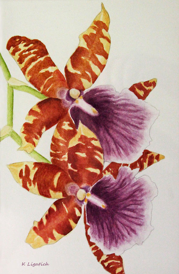 Orchids - Tiger Stripes  Painting by Kerri Ligatich