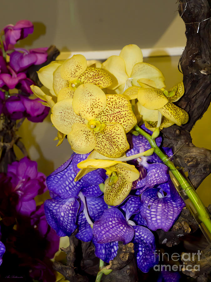 Orchids 07 Photograph by Arik Baltinester