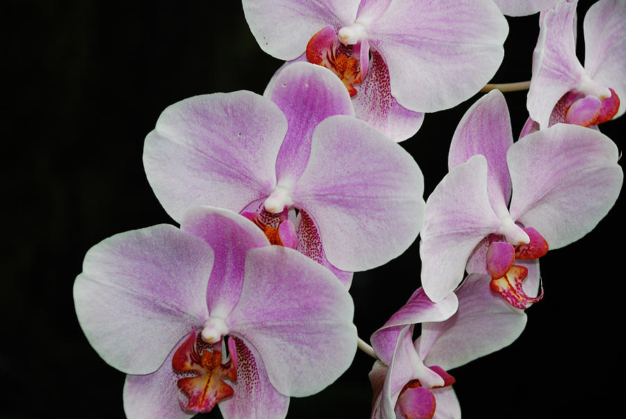 Orchids 1 Photograph by Janice Adomeit
