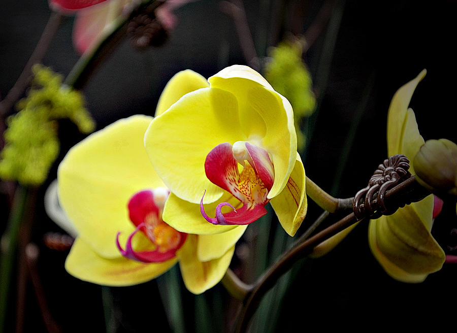 Orchids 7 Photograph by Julie Palencia
