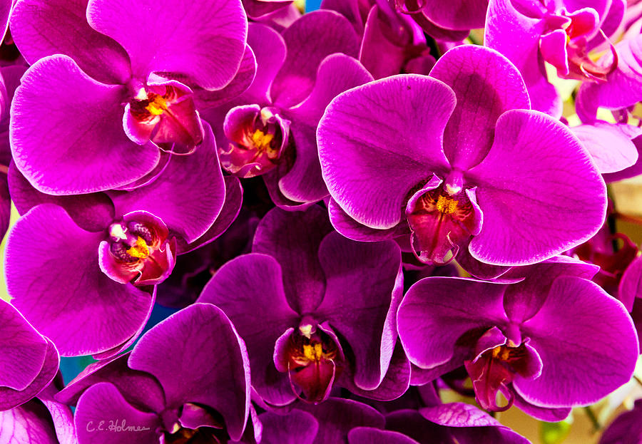 Orchids A Plenty Photograph by Christopher Holmes