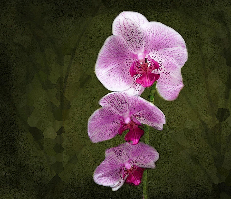 Orchids and Emeralds  Photograph by David Dehner