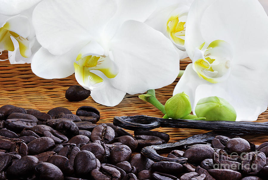 Coffee Photograph - Orchids and Gourmet Coffee  by Stephanie Frey