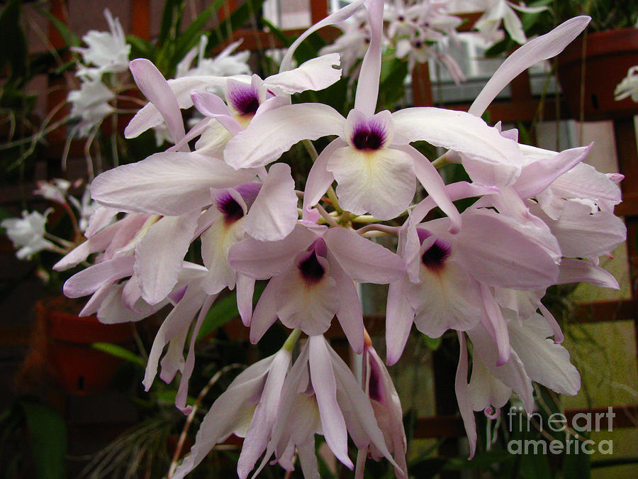 Orchids Beauty Photograph by Donna Brown