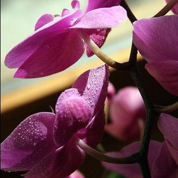 Flowers Still Life Photograph - Orchids #budapest #iphonebudapest by Zsolt Bugarszki