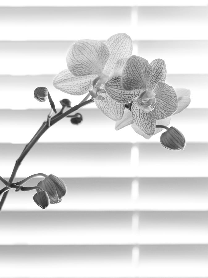 Orchid Photograph - Orchids by my Window by Tony Ramos