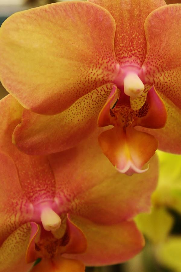 Orchids Delight Photograph by Bruce Bley