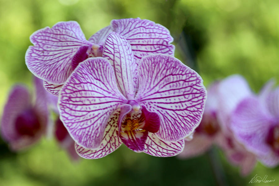 Orchids Photograph by Diana Haronis - Fine Art America