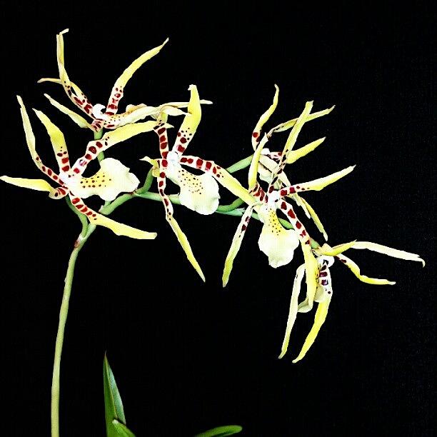 Nature Photograph - Orchids by Elisa Franzetta