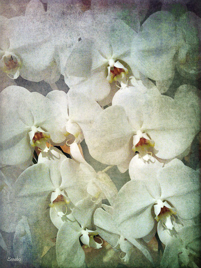 Orchids Photograph by Eena Bo