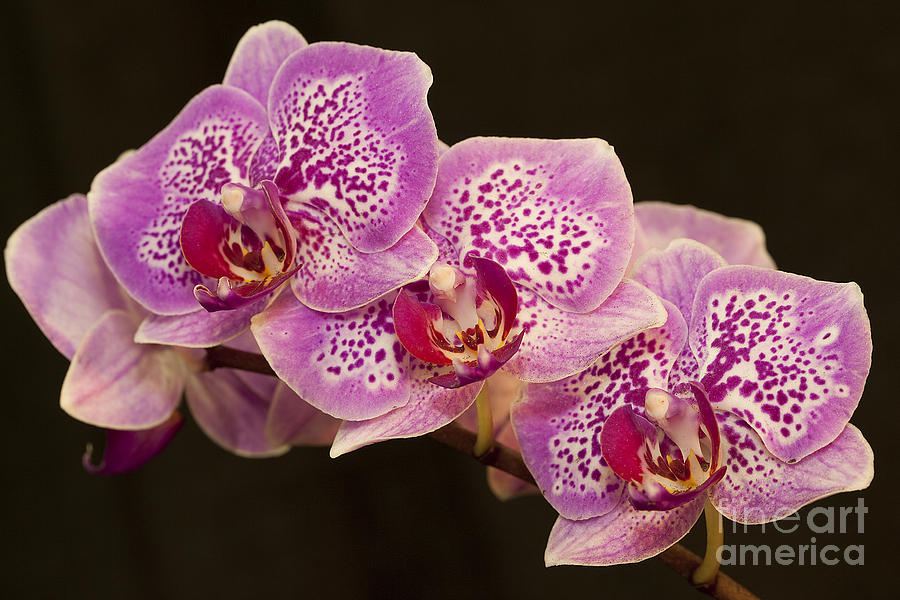 Flowers Still Life Photograph - Orchids by Eunice Gibb