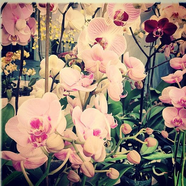 Orchids Photograph - #orchids #farmersmarket by Denise Taylor