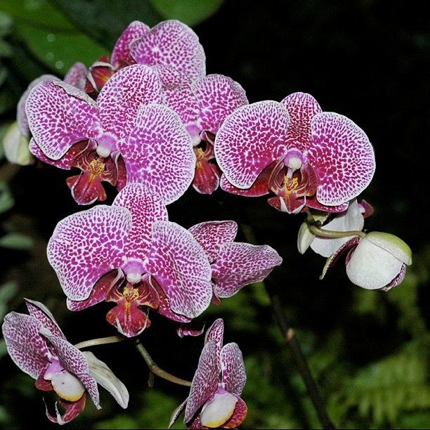 Nature Photograph - Orchids #flora #flower #flowers by William Tan
