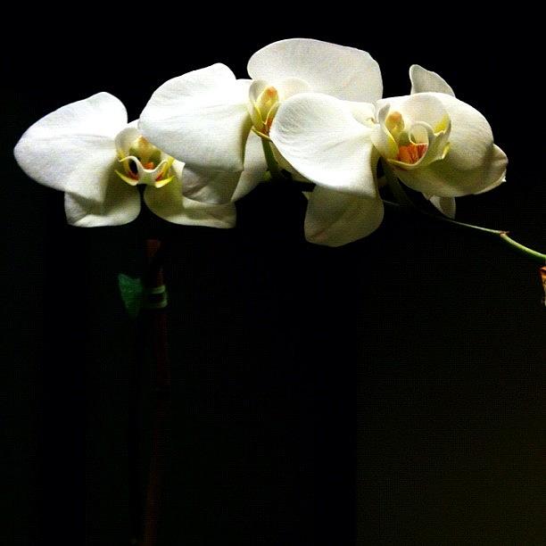 Flowers Still Life Photograph - #orchids #flower #garden #pretty by Amanda Max