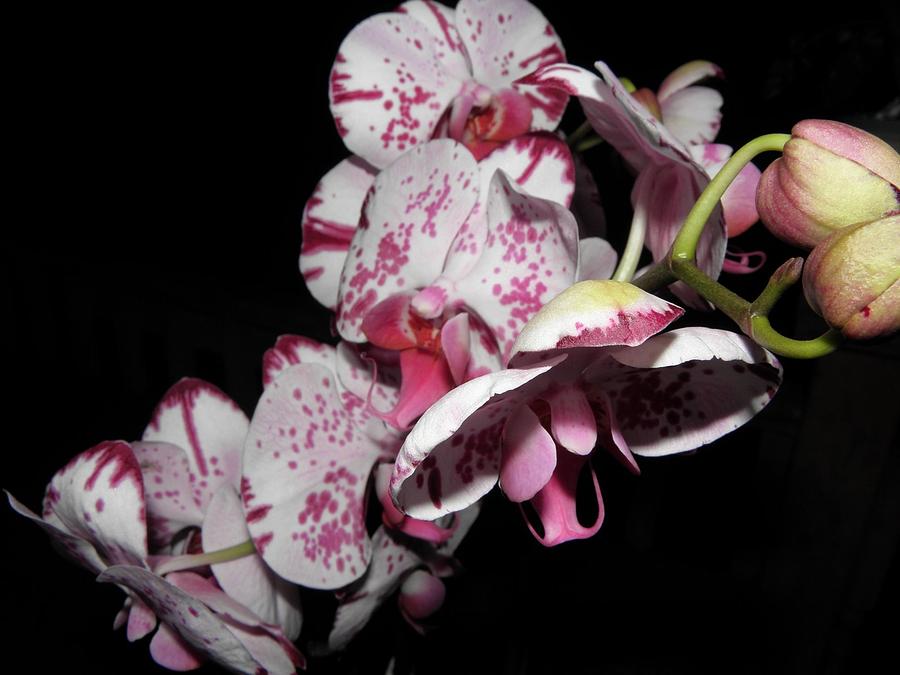 Orchids Gone Wild Photograph by Kim Galluzzo Wozniak