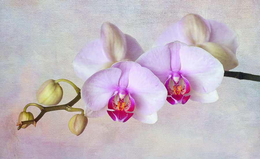 Orchids II Photograph by Tim Reaves