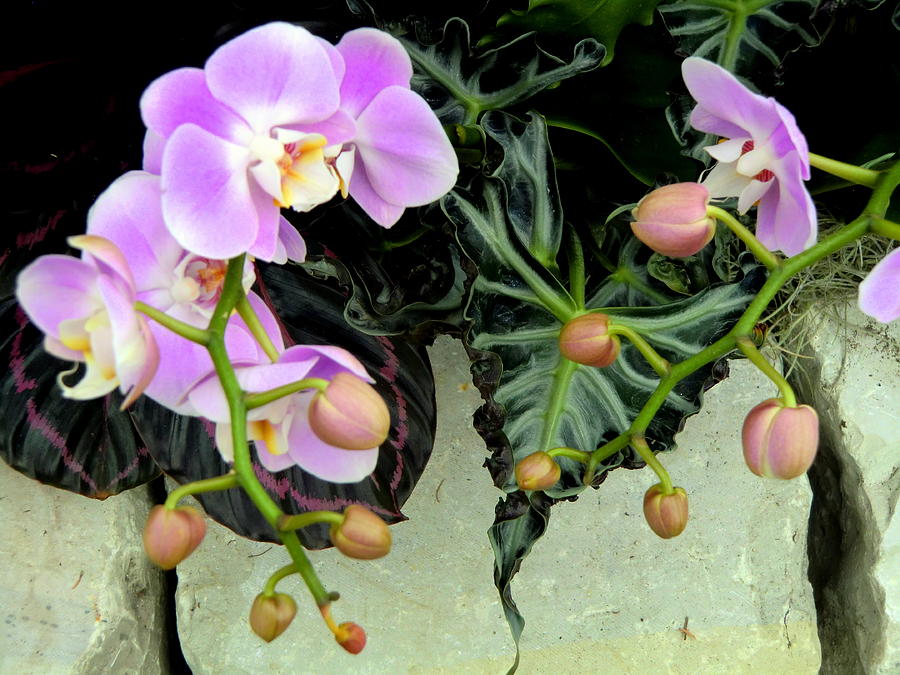 Orchids in a Rock Garden Photograph by Mindy Newman
