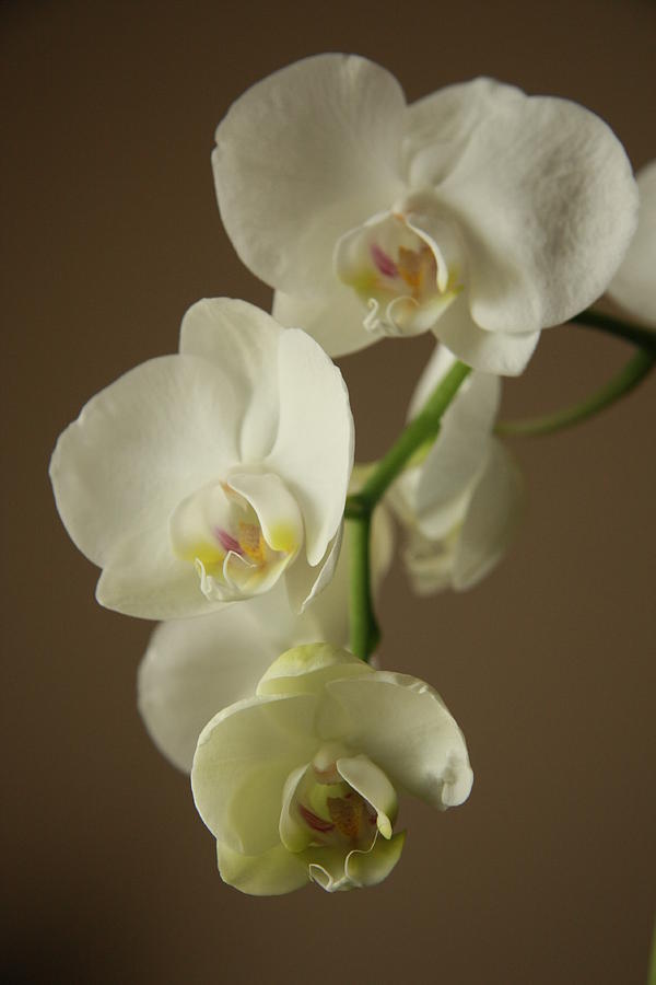 Orchids in Colour Photograph by Ellery Russell