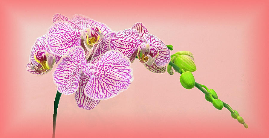 Orchids in PInk Photograph by Floyd Hopper
