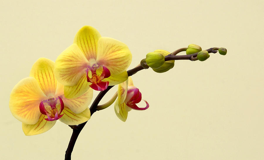Orchids in Yellow Photograph by Floyd Hopper