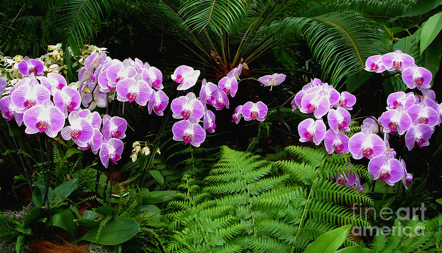 Image of Orchids and ferns flowers