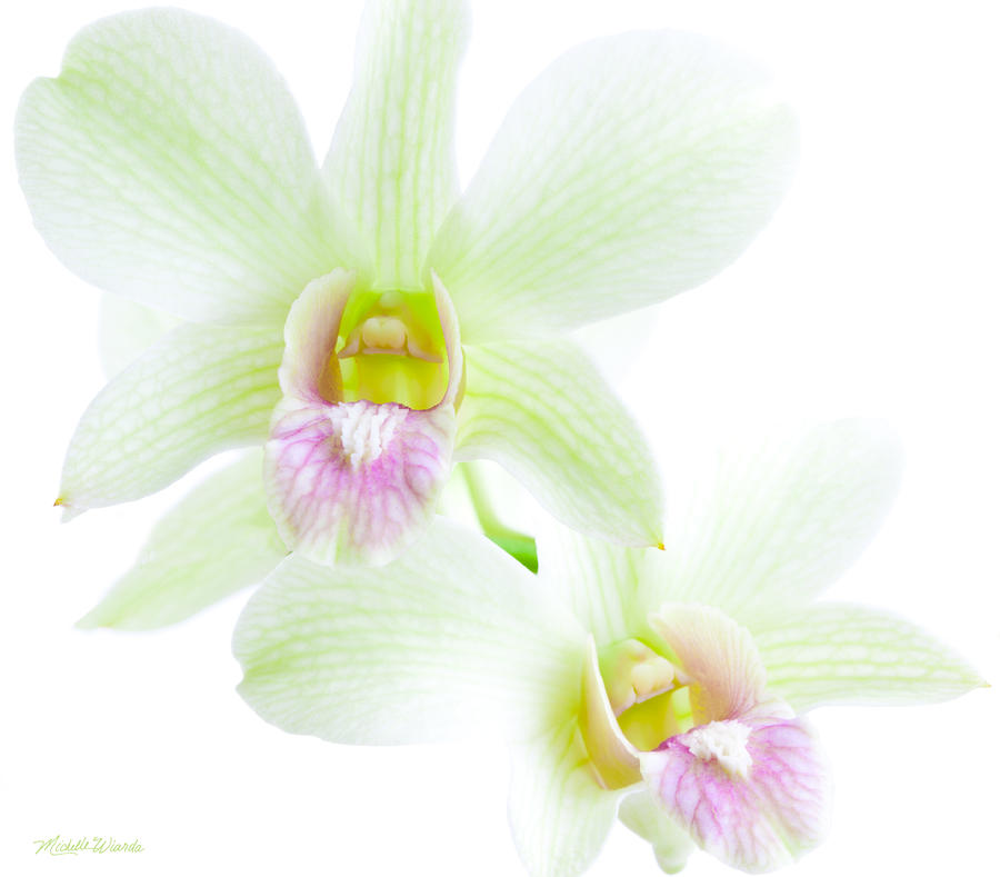 Orchid Photograph - Orchids No 1  by Michelle Constantine