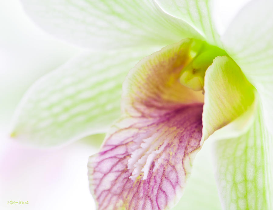 Orchid Photograph - Orchids No 2 by Michelle Constantine