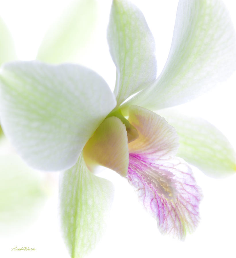 Orchid Photograph - Orchids No 3 by Michelle Constantine