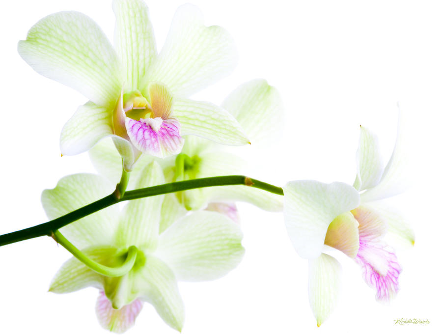 Orchid Photograph - Orchids No. 4 by Michelle Constantine
