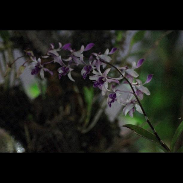 Nature Photograph - Orchids Of Beauty And Mystery, By My by Ahmed Oujan