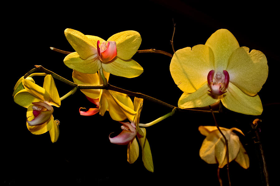 Orchids on Black Photograph by April Reppucci